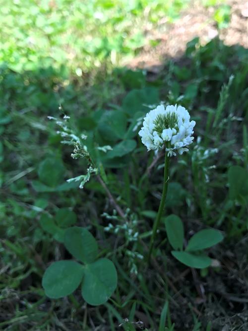Clover 